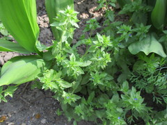 Veronica argute-serrata