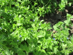 Veronica argute-serrata