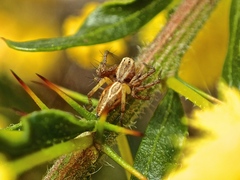 Oxyopes amoenus