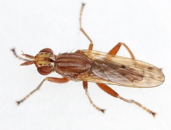 Elgiva solicita