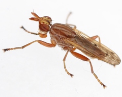 Elgiva solicita