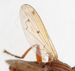 Elgiva solicita