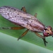 Euthycera fumigata - Photo 由 Marie Lou Legrand 所上傳的 (c) Marie Lou Legrand，保留部份權利CC BY-NC