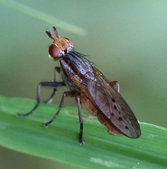 Hydromya dorsalis