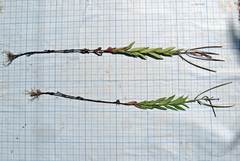 Epilobium fastigiato-ramosum