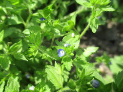 Veronica argute-serrata