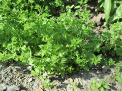 Veronica argute-serrata