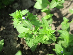 Veronica argute-serrata