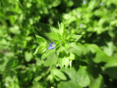 Veronica argute-serrata