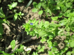Veronica argute-serrata