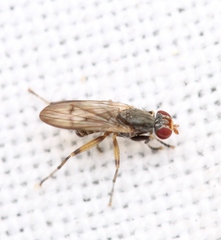 Pherbellia annulipes