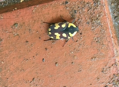 Clinteria klugi