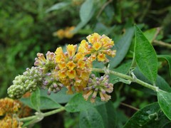 Buddleja weyeriana
