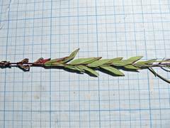 Epilobium fastigiato-ramosum