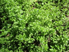 Veronica argute-serrata