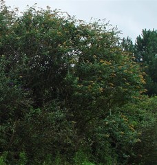 Buddleja weyeriana