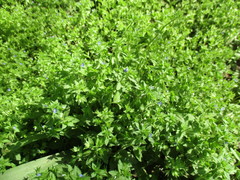 Veronica argute-serrata