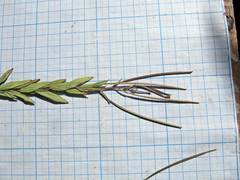 Epilobium fastigiato-ramosum