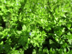 Veronica argute-serrata