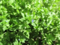 Veronica argute-serrata