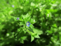 Veronica argute-serrata