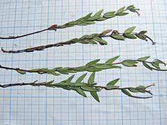 Epilobium fastigiato-ramosum