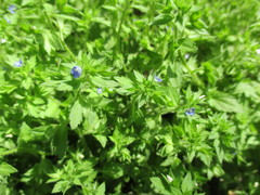 Veronica argute-serrata