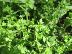 Veronica argute-serrata