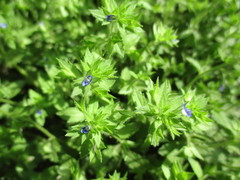 Veronica argute-serrata