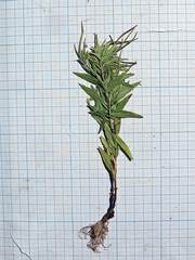 Epilobium fastigiato-ramosum