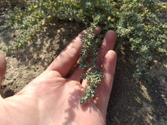 Salsola foliosa