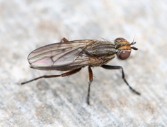 Pherbellia cinerella