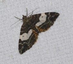 Chrysolarentia phaedra