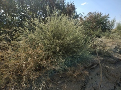 Ceratocarpus arenarius