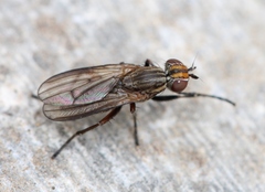 Pherbellia cinerella