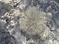 Ceratocarpus arenarius