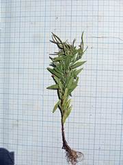 Epilobium fastigiato-ramosum