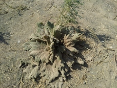 Salvia aethiopis
