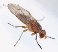 Pherbellia scutellaris