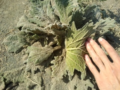Salvia aethiopis
