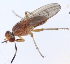 Pherbellia scutellaris