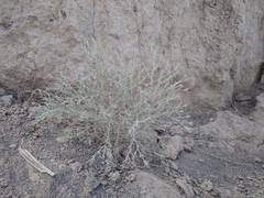 Ceratocarpus arenarius