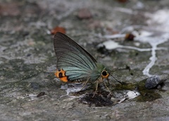 Choaspes xanthopogon