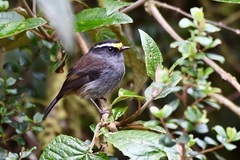 Silvicultrix frontalis