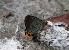 Choaspes xanthopogon