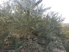 Sophora alopecuroides