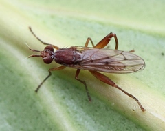 Sepedon spinipes