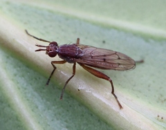 Sepedon spinipes