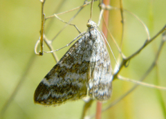 Evergestis sophialis