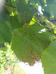 Eriophyes exilis